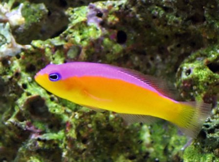 PSEUDOCHROMIS DIADEMA